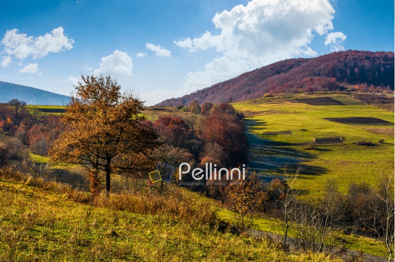 tree on hillside in late autumn countryside. forest with red foliage on a beautiful sunny day in mountainous rural area