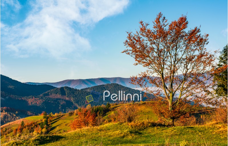 tree on hillside on autumn mountains. beautiful bright landscape with hazy mountain ridge in a distance