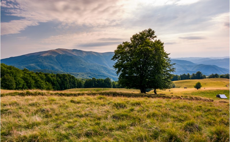 tree on the grassy alpine meadow of Carpathians. beautiful mountain landscape with beech forests on hillside in summer