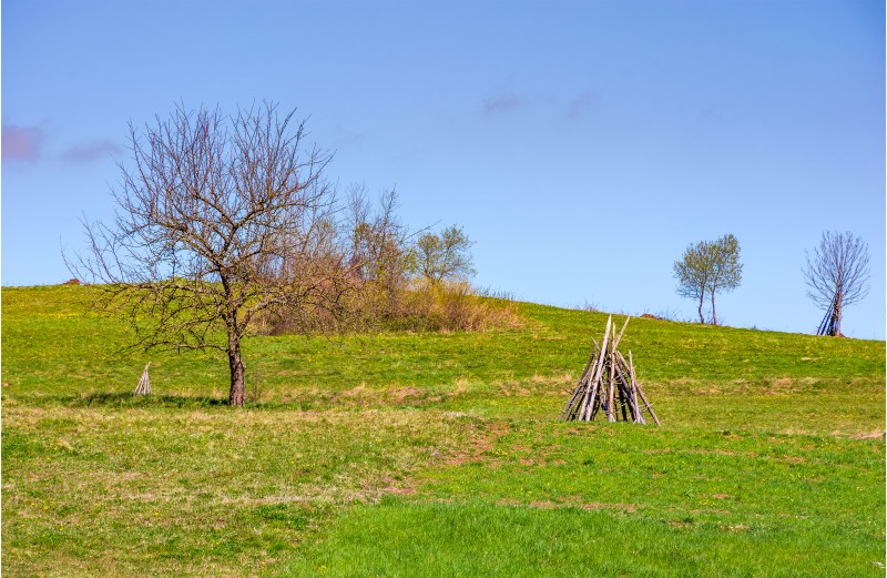 tree on the grassy hillside. springtime in rural area