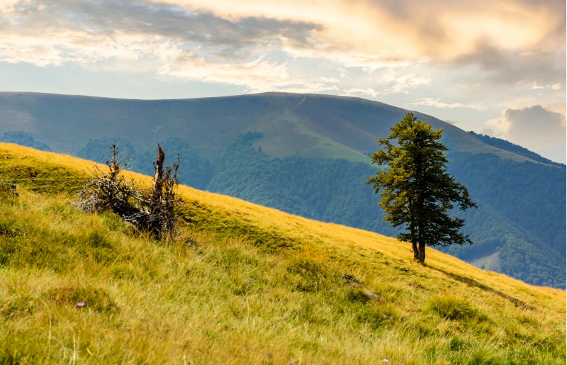 tree on the grassy hillside. Apetska mountain in the distance. beautiful summer nature scenery in mountains