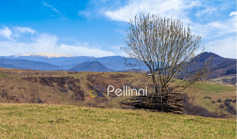 tree on the grassy meadow in mountains with snowy peaks in early spring