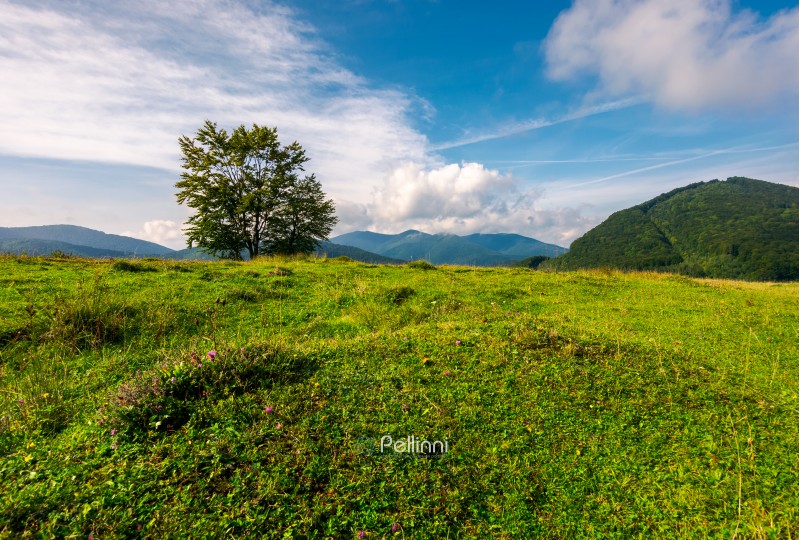 tree on the grassy meadow in mountains. beautiful scenery in early autumn. wonderful forenoon weather