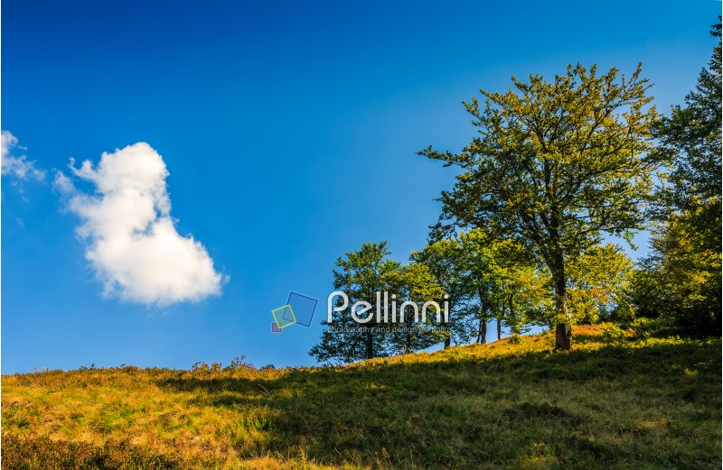 tree on a meadow against the blue sky with cloud. beautiful landscape in mountain area on summer day
