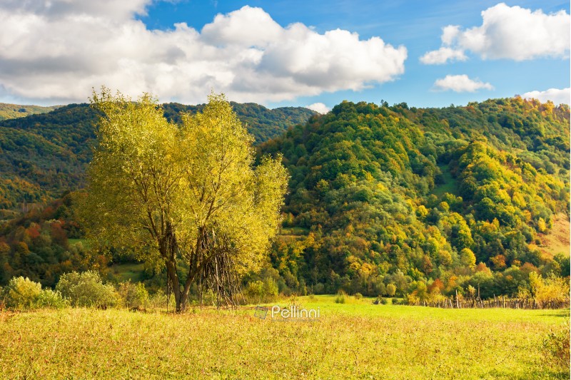 tree on the rural field in mountains. beautiful countryside scenery in early autumn. yellow foliage. grassy meadow. sunny weather with fluffy clouds on a blue sky