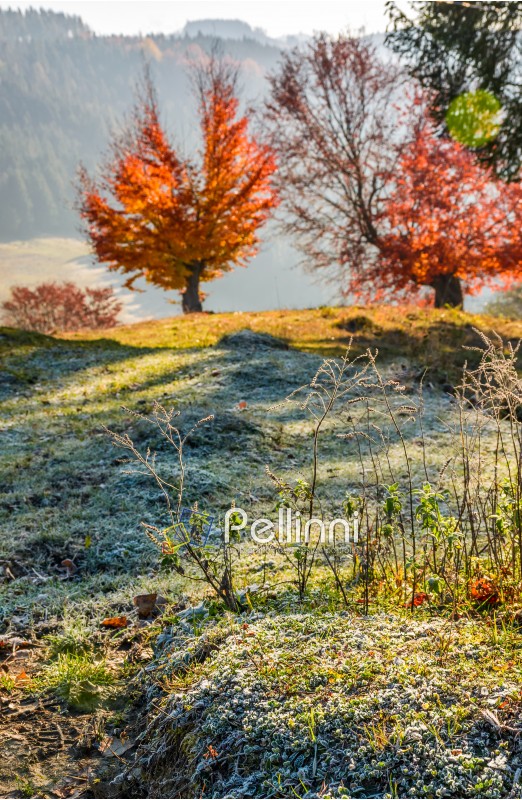 tree with red leaves on hillside blurred background with frozen grass in front. beautiful scenery on hazy autumnal morning in countryside