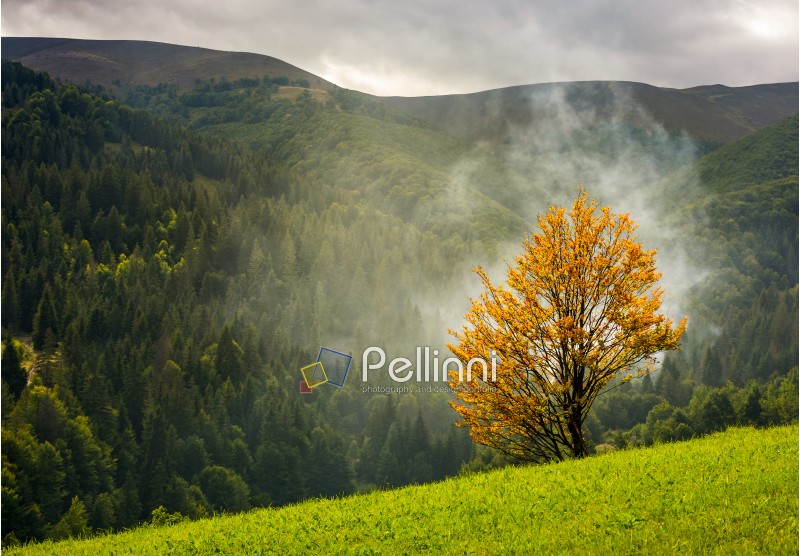 tree with yellow foliage in foggy mountains. beautiful autumnal scenery with spruce forest on hillside