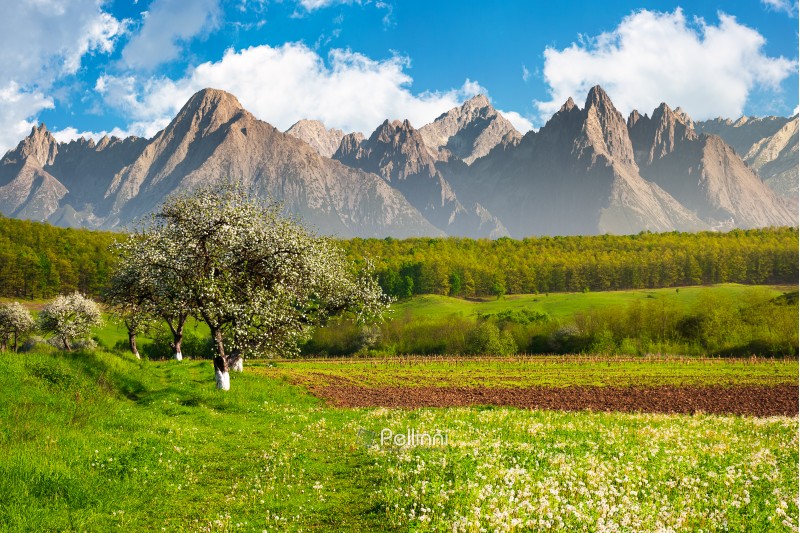 apple trees in blossom near the rural fields. high mountain ridge with rocky peaks in the distance. sunny an warm weather in springtime. composite image