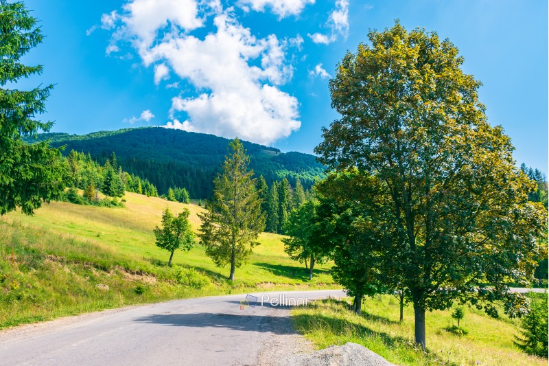 trees along the country road in mountains. lovely summer scenery on a sunny day