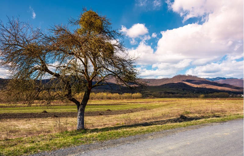 trees along the country road through rural fields. beautiful mountainous landscape in springtime
