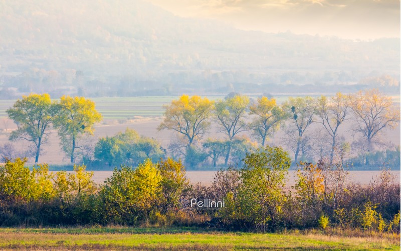 trees along the rural fields in morning haze. lovely agriculture scenery in autumn. forested hill in the distance. beautiful countryside background