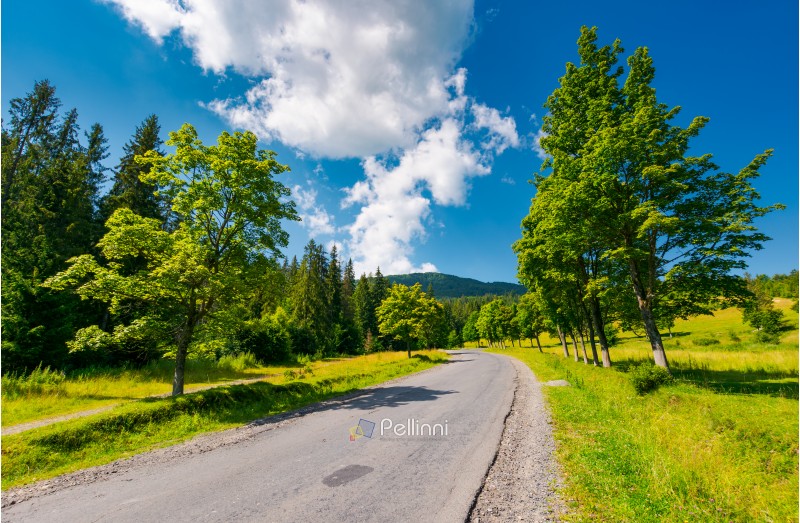trees by the road in mountains. beautiful nature scenery in mountainous area. lovely transportation background. wonderful summer weather with some clouds on a blue sky