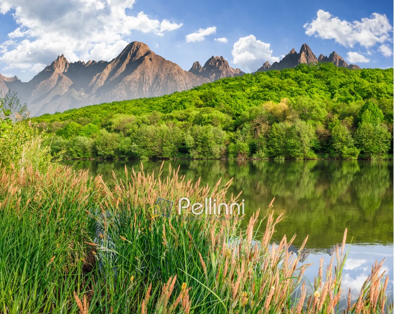 composite summer landscape with trees among tall grass on the shore of a clear lake at the foot of epic high Tatra mountain ridge with rocky peaks under blue sky with clouds