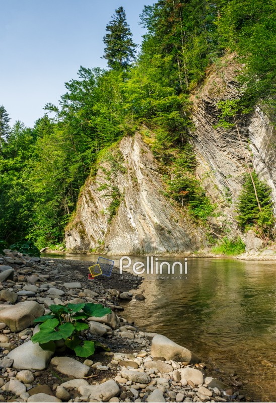 landscape with trees on a cliff nearthe shore of a clear river. fine summer weather with blue sky