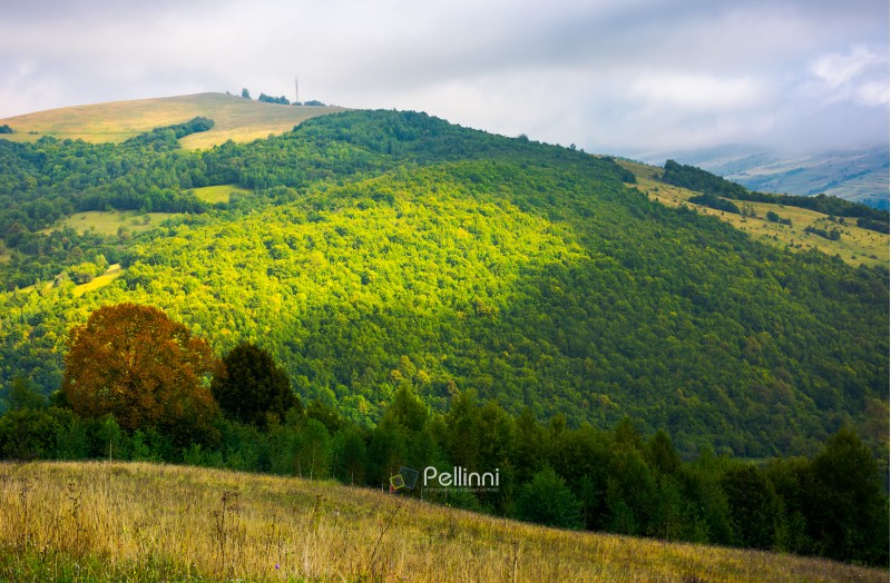 mountain summer landscape. trees near meadow and forest on hillside under  sky with clouds