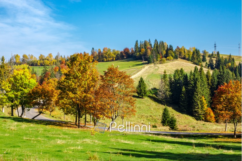 yellow and orange trees on autumn meadow near the road in mountains
