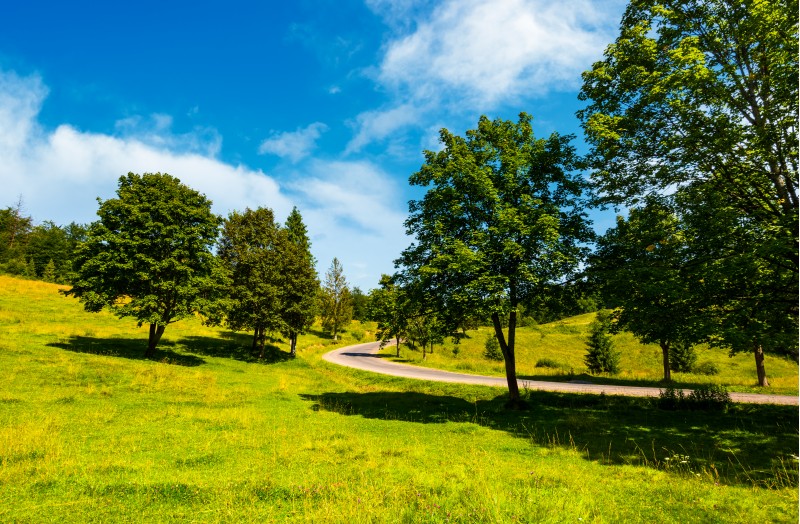 trees on grassy hill along the road. vivid summer landscape in mountainous area