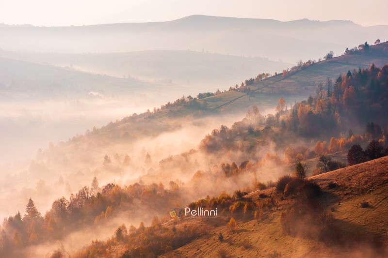trees on meadow between hillsides with conifer forest in fog at trees on meadow between hillsides with conifer forest in fog at sunrise. light beam through glowing misty atmosphere in the valley. autumn in Transcarpathia