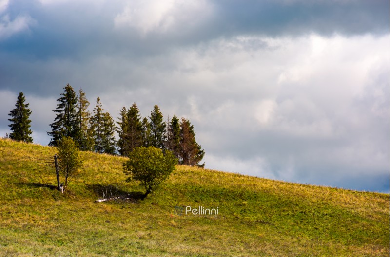 trees on the grassy hillside on an overcast day. beautiful nature scenery