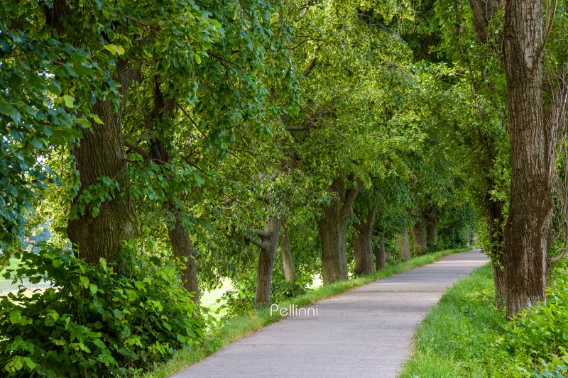 tunnel path among lime trees in summer. longest linden alley in europe. green urban environment