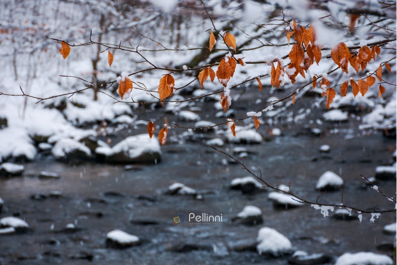 twig above the forest stream in winter. weathered brown foliage covered in snow
