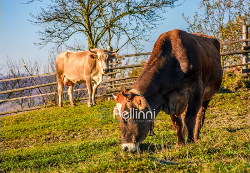 two cows on pasture in autumn. lovely everyday episode of rural life