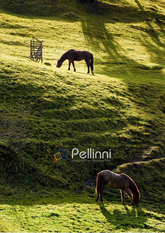 two horses grazing on the green gassy hillside. lovely scenery on farm outdoor