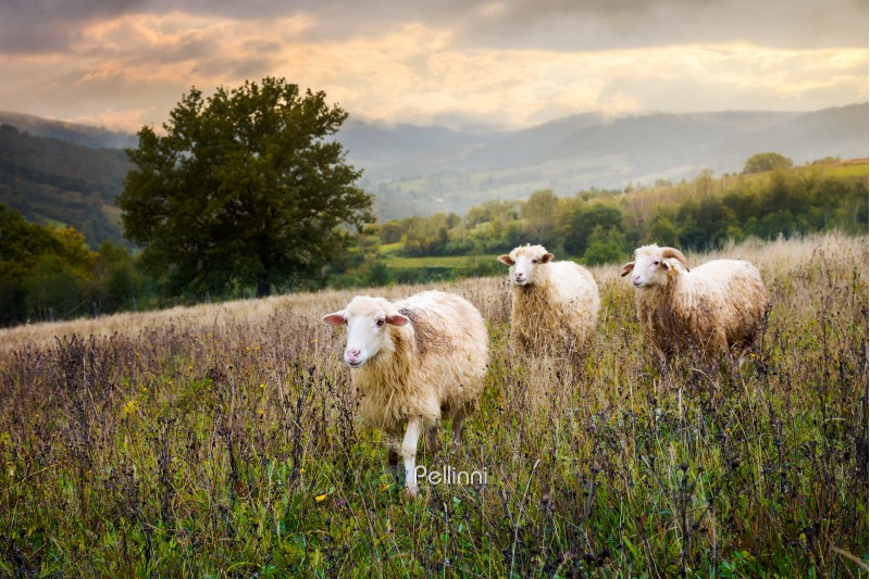two sheep and ram walk through grassy meadow. mysterious countryside scenery with oak tree in the distance. far away mountains in morning haze under the gorgeous sky. find your place in life concept
