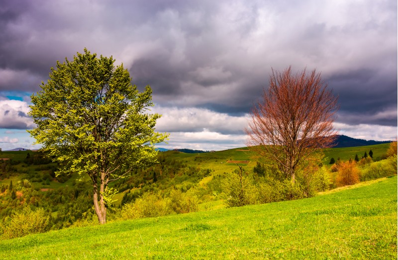 two trees on a grassy slope in springtime. lovely nature scenery in mountainous rural area