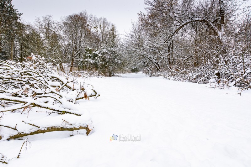 urban landscape of city park in winter. alley with snow covered urban landscape of city park in winter. alley with snow covered ground. naked trees inclined branches over the path beneath an overcast sky. cold scenery for weather forecast in ukraine