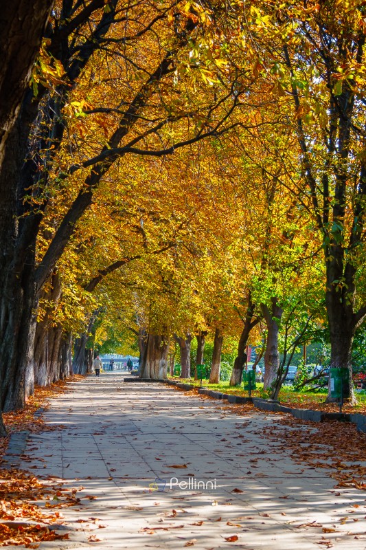 uzhhorod city street in autumn. tall chestnut trees on the kyiv embankment. popular fall season travel destination of ukraine. vertical view
