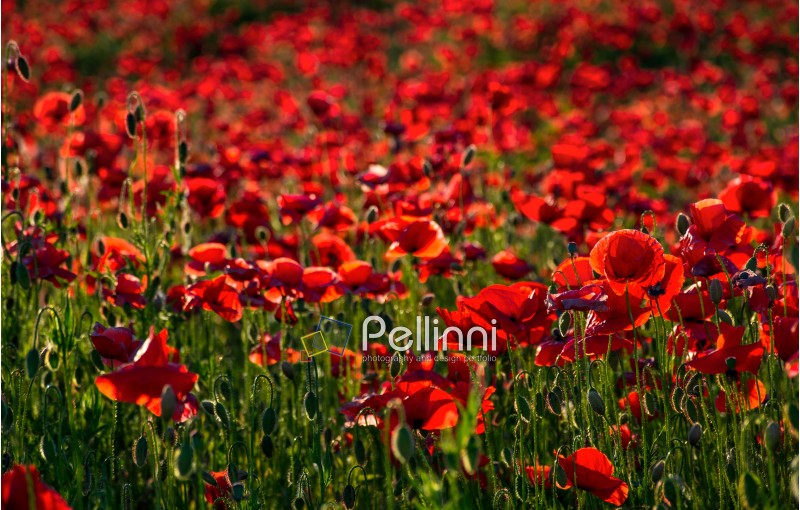vivid red poppy field at sunset. beautiful summer background