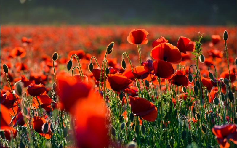 vivid red poppy field at sunset. beautiful summer background