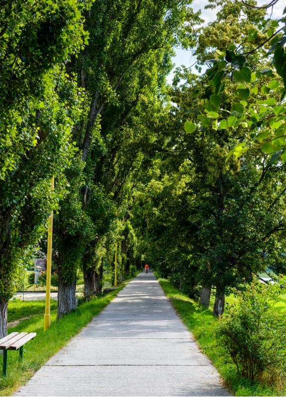 walking path under the Linden tree crowns. lovely nature background