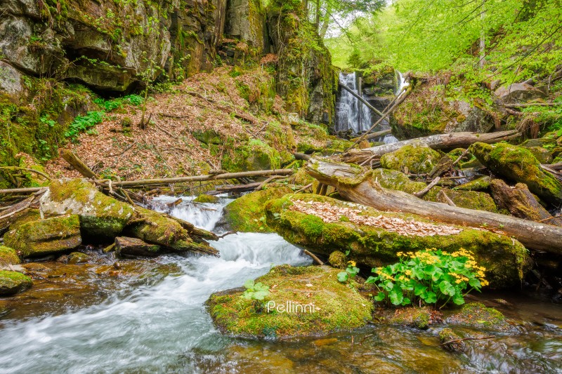waterfall voievodyn in spring forest. beautiful cascade near sch waterfall voievodyn in spring forest. beautiful cascade near schonborn park in perechyn district of ukraine. outdoors adventure in green environment of transcarpathia