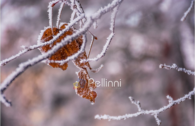 weathered brown foliage on a frozen branch. beautiful nature background in winter