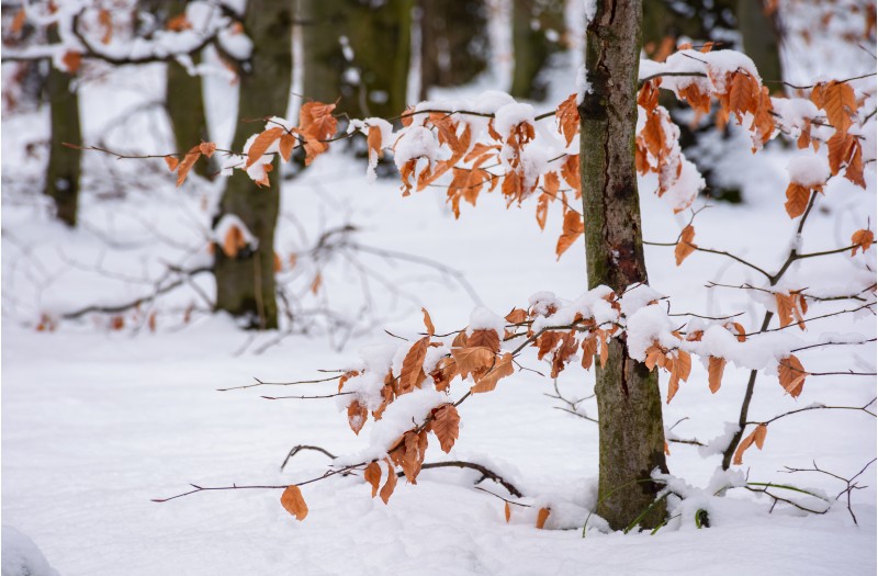 weathered foliage in snowy forest. beautiful winter nature background