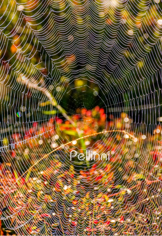 lovely background with web on beautiful foliage bokeh