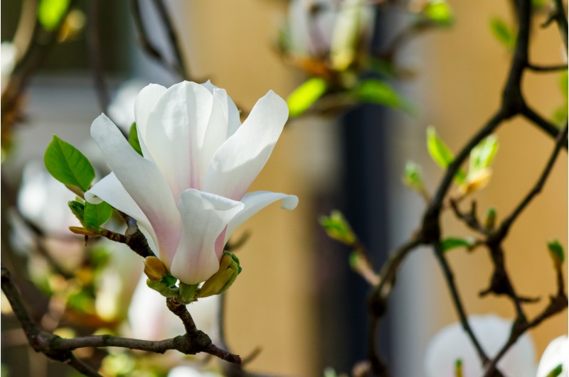 white flower of magnolia tree blossom close up. lovely springtime background on a bright day