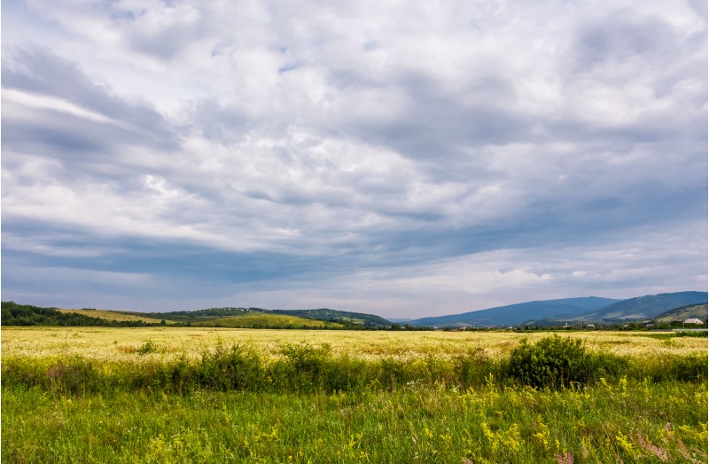 wide field in rural area on a cloudy day.  lovely nature scenery in summer