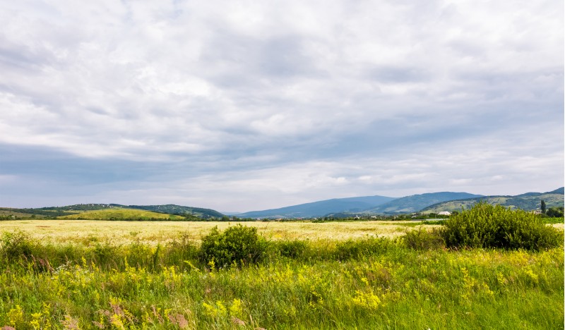 wide field in rural area on a cloudy day.  lovely nature scenery in summer