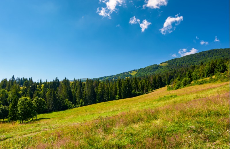 wide meadow among the spruce forest. lovely summer landscape in mountains