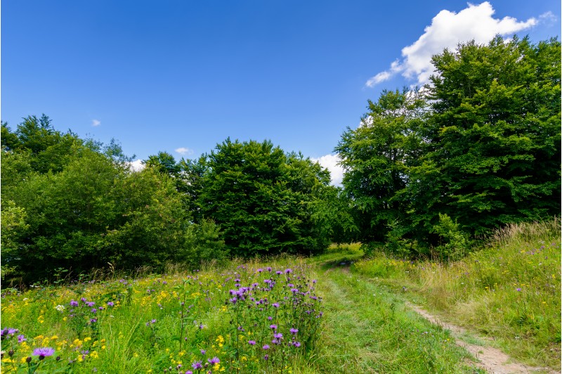 wide path through meadow in to the forest. beautiful summer nature scenery. blue sky with fluffy cloud