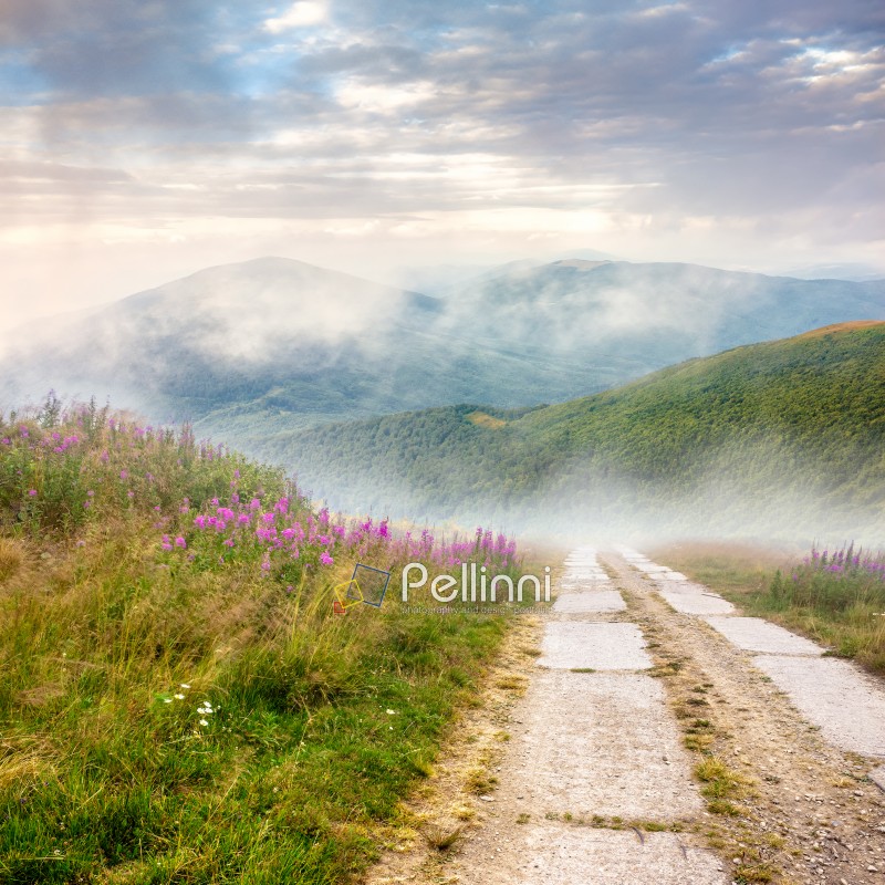 composite summer landscape with high wild grass and purple flowers in fog near the road on mountain hillside 