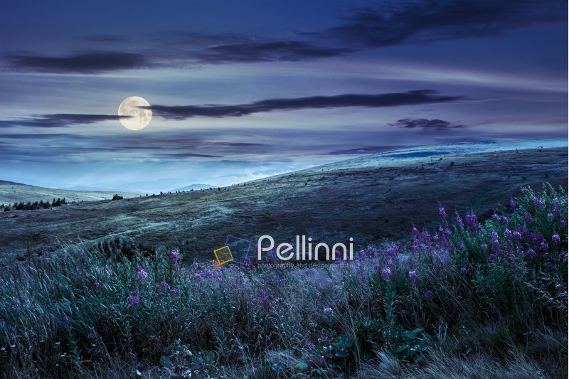 landscape with high wild grass and purple flowers on the top of high mountain at night in full moon light