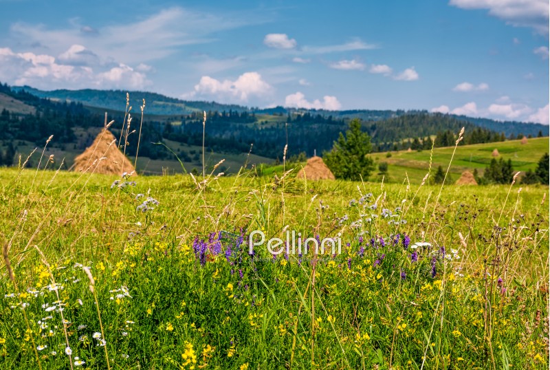wild herbs on a rural field in summer countryside. lovely scenery in Carpathian mountains