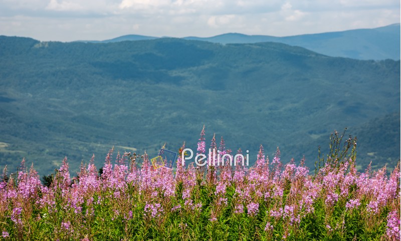 wild purple herbal in mountains. lovely nature landscape