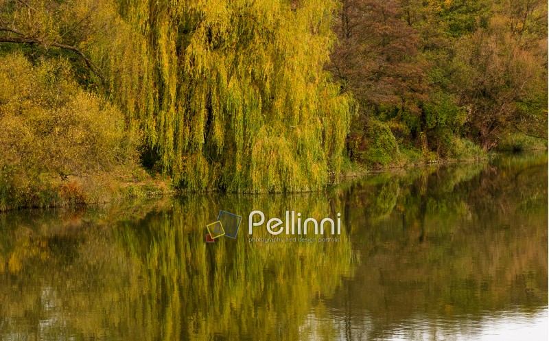 willow tree above the calm river in autumn. beautiful nature background