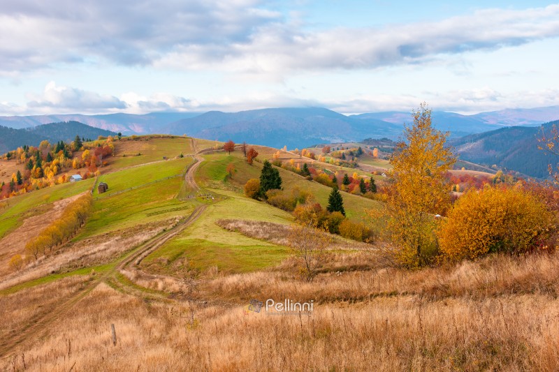 winding rural dirt path through hill. rolling countryside of ukraine in fall color. cloudy morning sky. carpathian mountains in autumn