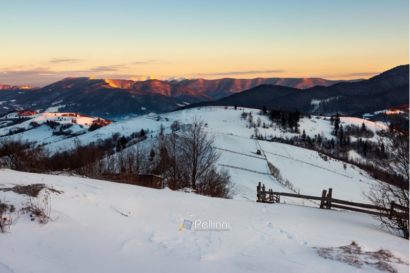 winter countryside of Carpathian mountains. beautiful landscape at sunrise. rural fields on a hill covered in snow. snowy peak of distant ridge shine on the sun light. valley in blue shade